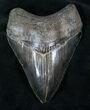 Serrated, Black Megalodon Tooth #13285-2